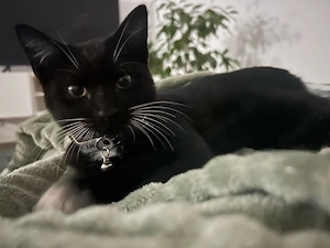 ein kitten sucht noch ein zuhause