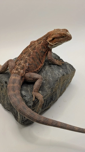 Red Monster Farbbartagamen Red Organge Bartagamen Pogona Vitticeps NZ26 