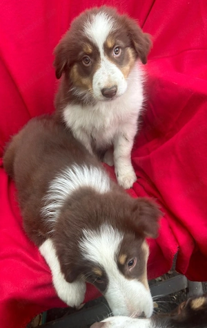 drei verspielte Border Collie Australian Shepherd Welpen suchen ihr zu Hause
