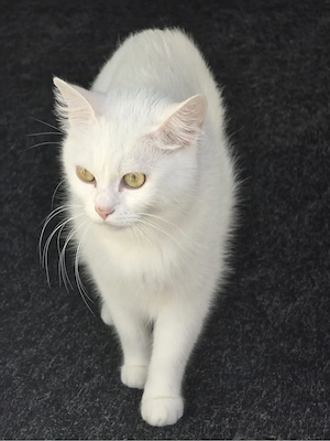 zwei süße weiße Katzen abzugeben     