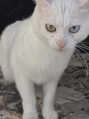 Süßer weißer Kater abzugeben