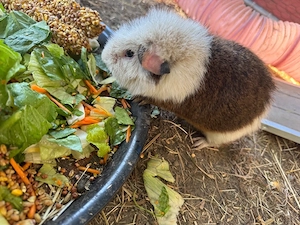 meerschweinchen männchen 