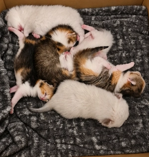 6 wunderschöne BKH-Mix Kitten   3 helle (Point) & 3 Glückskatzen
