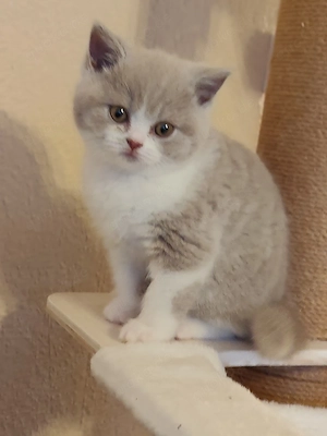 Zauberhafte Britisch Kurzhaar Kitten