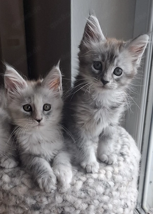   Reinrassige Maine Coon Kitten  