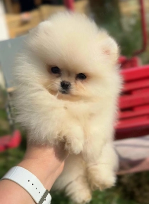 Zwergspitz Pomeranian Welpen