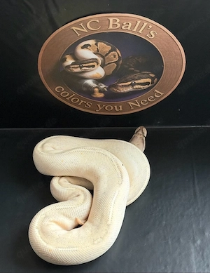 Python regius Königspython Adult 1.0 highway 