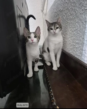 Fifi & Boby Dreamteam sucht Traumzuhause
