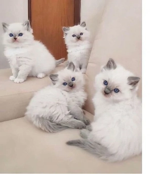 Wunderschöne Ragdoll-Katze mit Flashpoint-Fellzeichnung abzugeben 