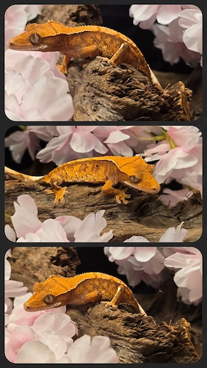 Tangerine Kronengecko pos. Weibchen