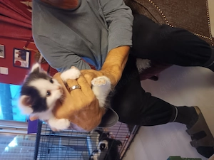 Katzen baby maine coon 
