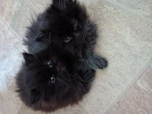 Katzen baby maine coon 
