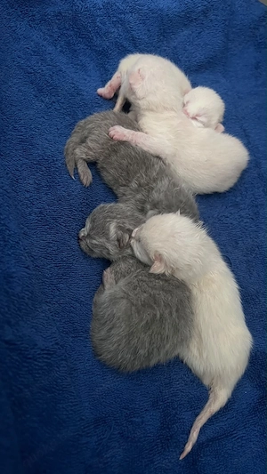 BKH Kitten 
