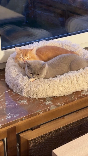 2 süße katern suchen ein neues zuhause 