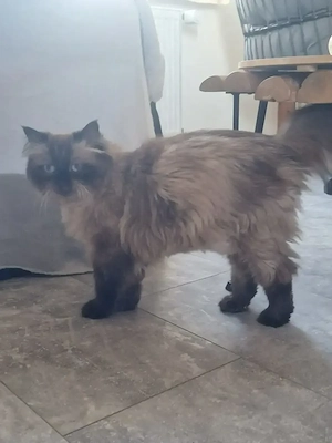 Süße Heilig Birma Abgabebereit  Bild 8