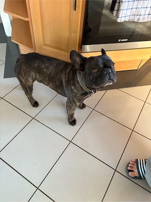 Französische Bulldogen Brüder 