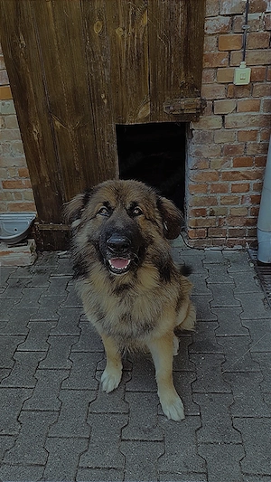 DRINGEND! Lennox sucht sein zuhause 