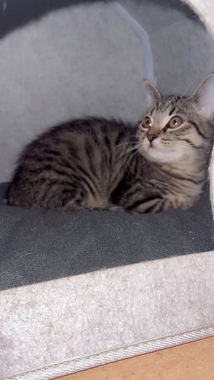  Süßes weibliches BKH Kitten sucht ab sofort ein liebevolles Zuhause 