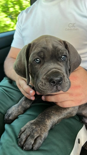 Cane Corso Welpe Rüde