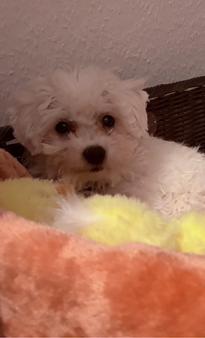 Maltipoo F2 Hündin in creme weiss  sucht ein geeignetes Zuhause 