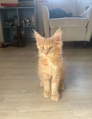 Reinrassiger Maine Coon Kater (XXL)