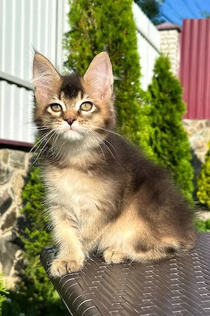 Sanftmütig, liebevoll und voller Persönlichkeit   dieser kleine Schatz ist bereit, der perfekten Fam