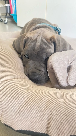 welpe cane corso 