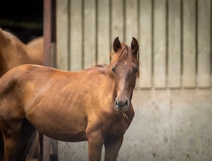 Warmblut Stute einjährig