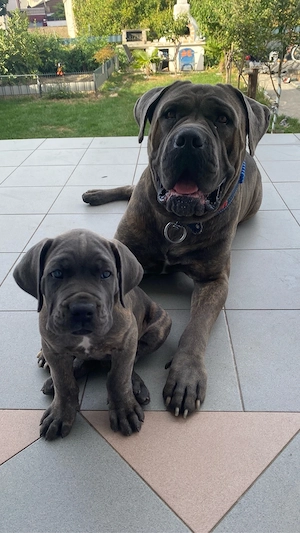 cane corso welpe und papa anzugeben 