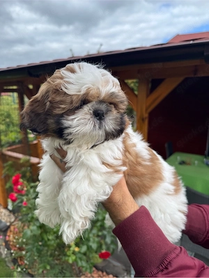 Shih tzu 12 woche alt 