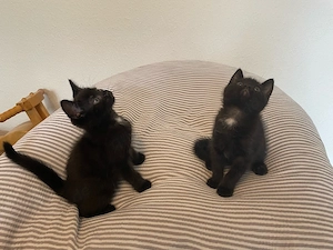 Maine Coon EKH Mix Kitten