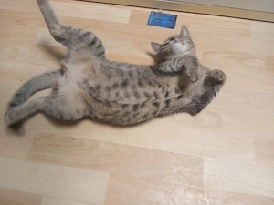 Katze Hauskatze 8 Monate