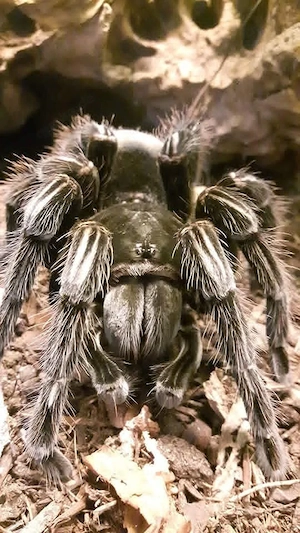 Vogelspinne 5 Jahre  0.1