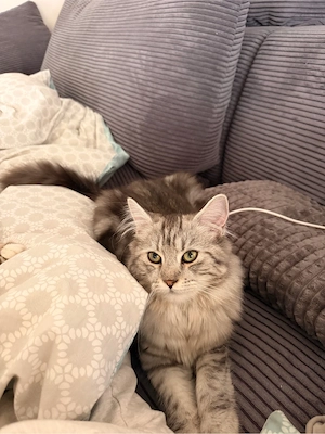 maine coon kater 5 monate alt 