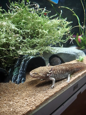 Aquarium mit allem für Axolotl 