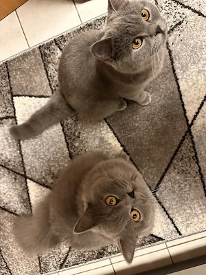 BKH und BLH suchen neues liebevolles Zuhause! 