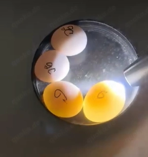 Papageieneier erhältlich