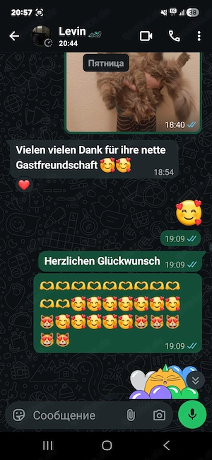  2 Reinrassige Perserkitten in königlichem Schneeweiß (Magdeburg) Bild 9