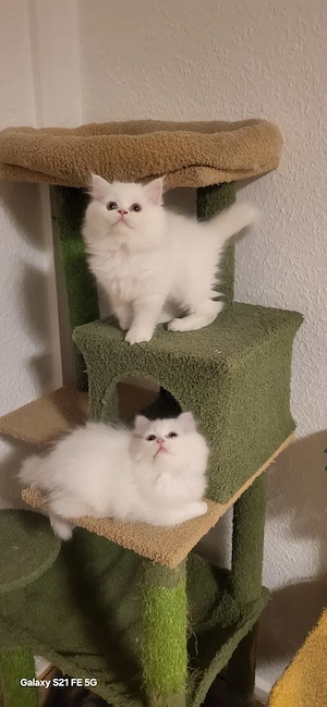  2 Reinrassige Perserkitten in königlichem Schneeweiß (Magdeburg)