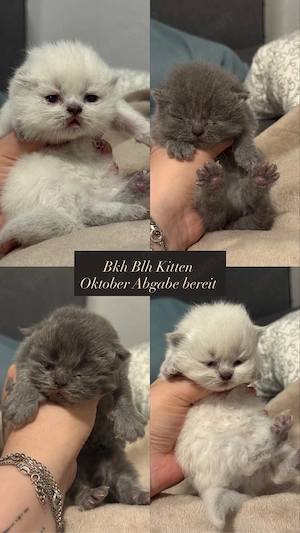 Bkh Blh Kitten
