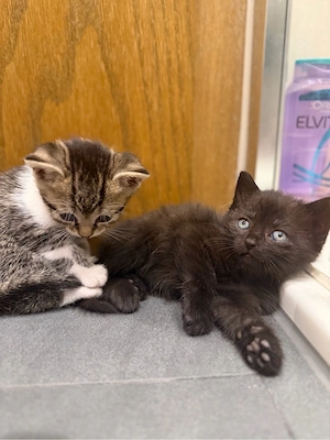 bkh kitten schmusetiger suchen ab sofort ihr für immer zu hause   
