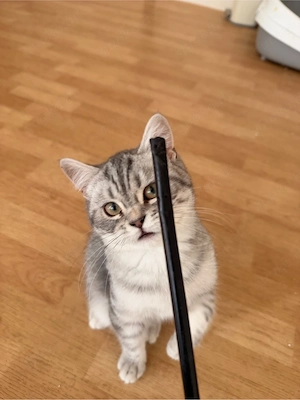 BKH katze 
