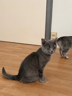 BKH katze mänchen 