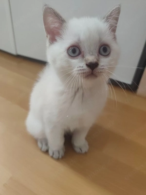 Eine Britisch Kurzhaar Colorpoint-Katze