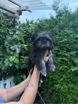 Süßes Shih Tzu   Zwergspitz Mädchen sucht zuhause 