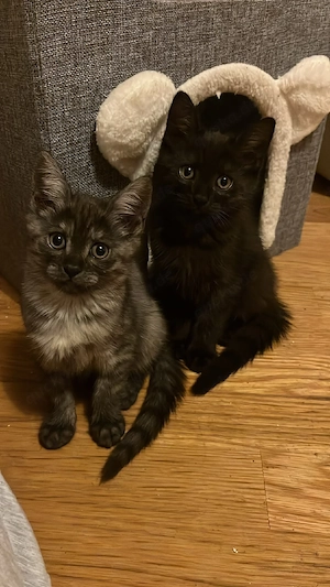 süsse russisch blau Kitten 