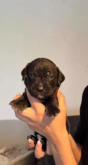 Labrador   Presa Canario Welpen 