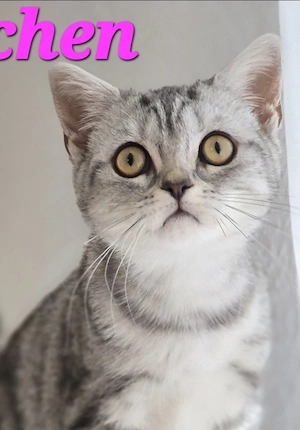 BKH Kitten Kätzchen Babykatze Weibchen black silver tabby classic 