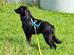 Pinco sucht sein Zuhause Bild 8