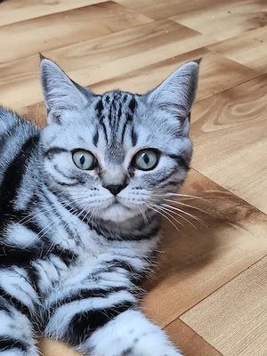 BKH Kitten Tabby Whiskas